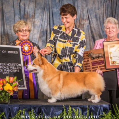 Best of Breed

GCH CH GREENWOODS
LIVIN’ IT UP